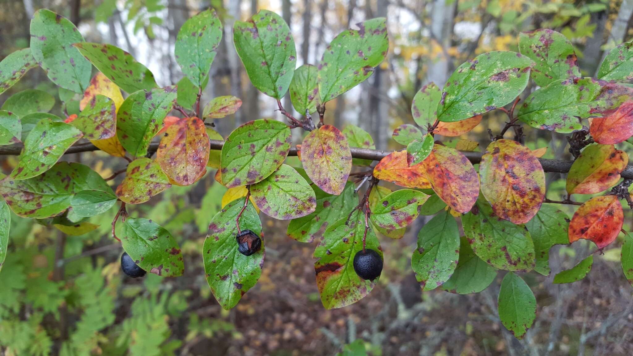 Plancia ëd Cotoneaster lucidus Schltdl.