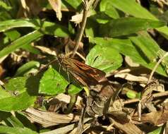 Image of Telicota augias Linnaeus 1763