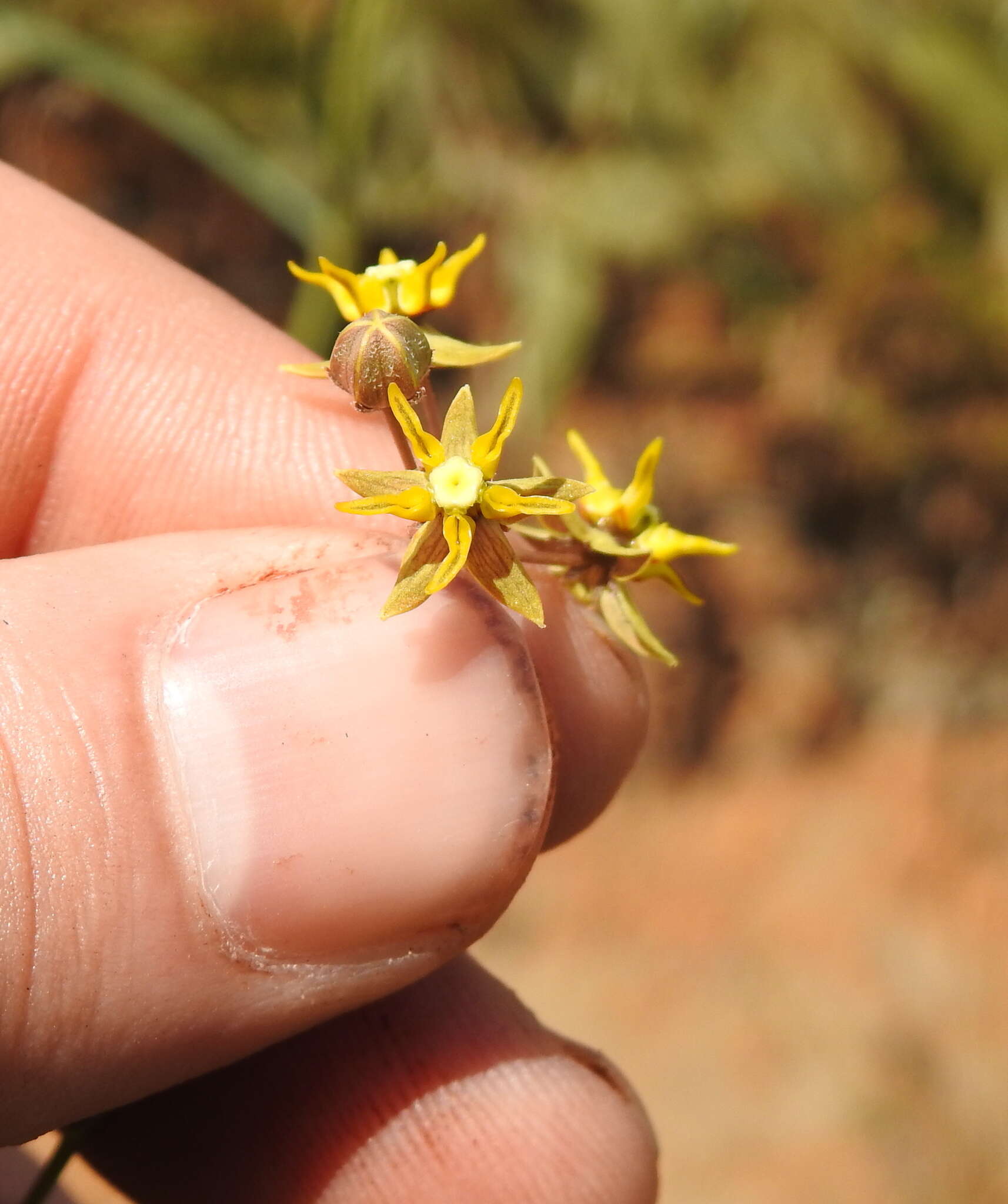 Image of Golden star-drops