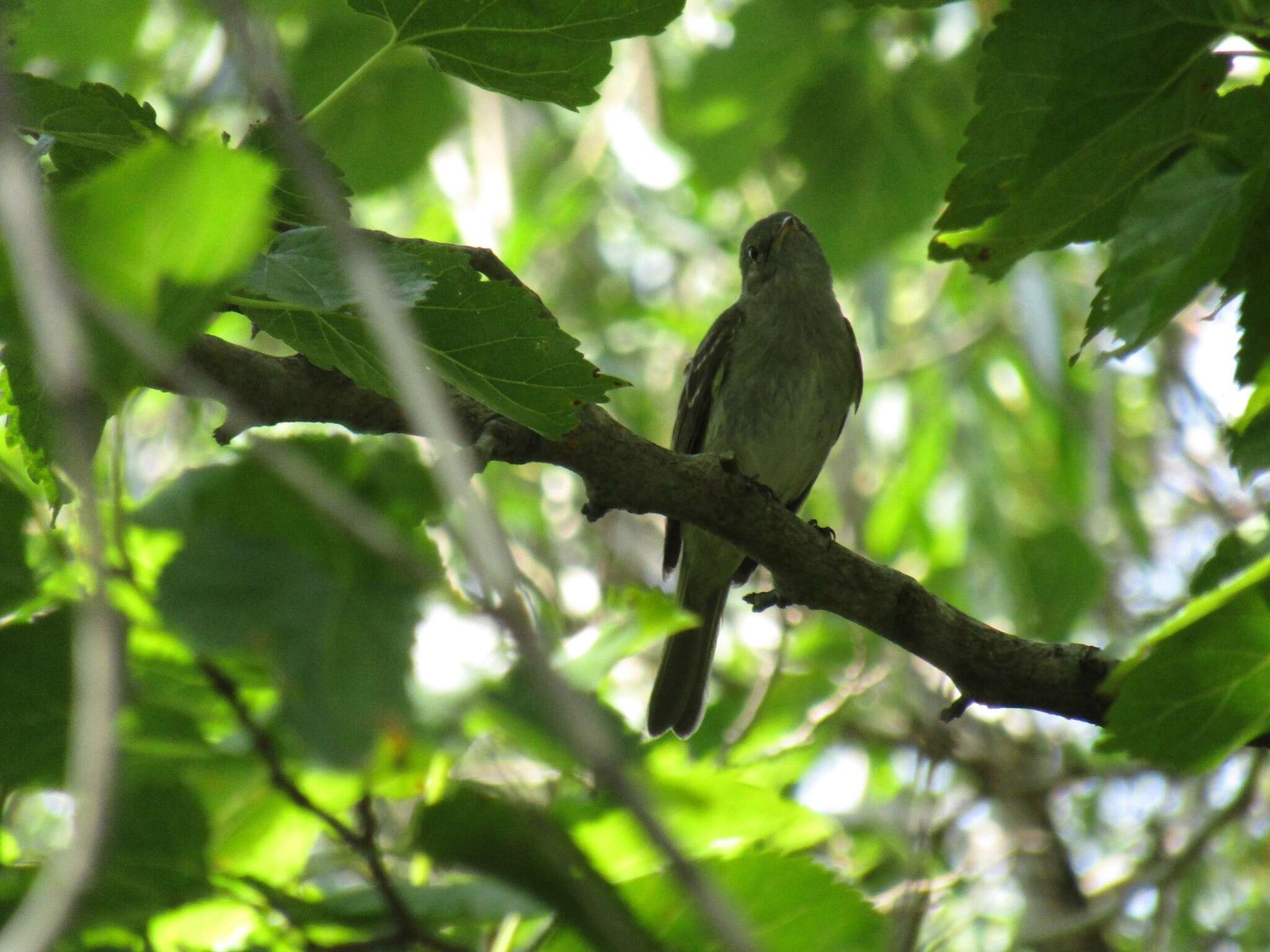 Imagem de Elaenia parvirostris Pelzeln 1868