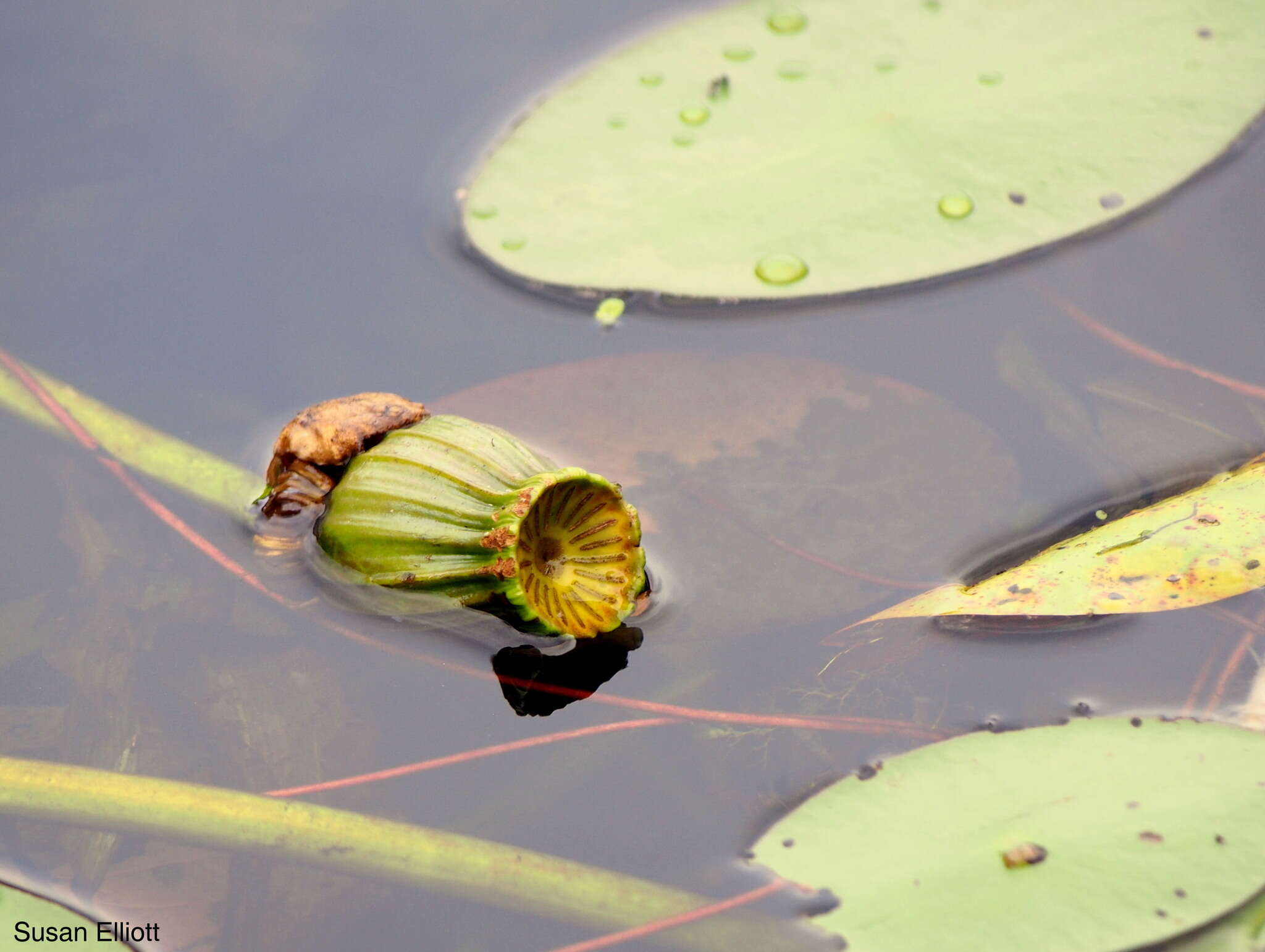 Image of Yellow Pond-Lily