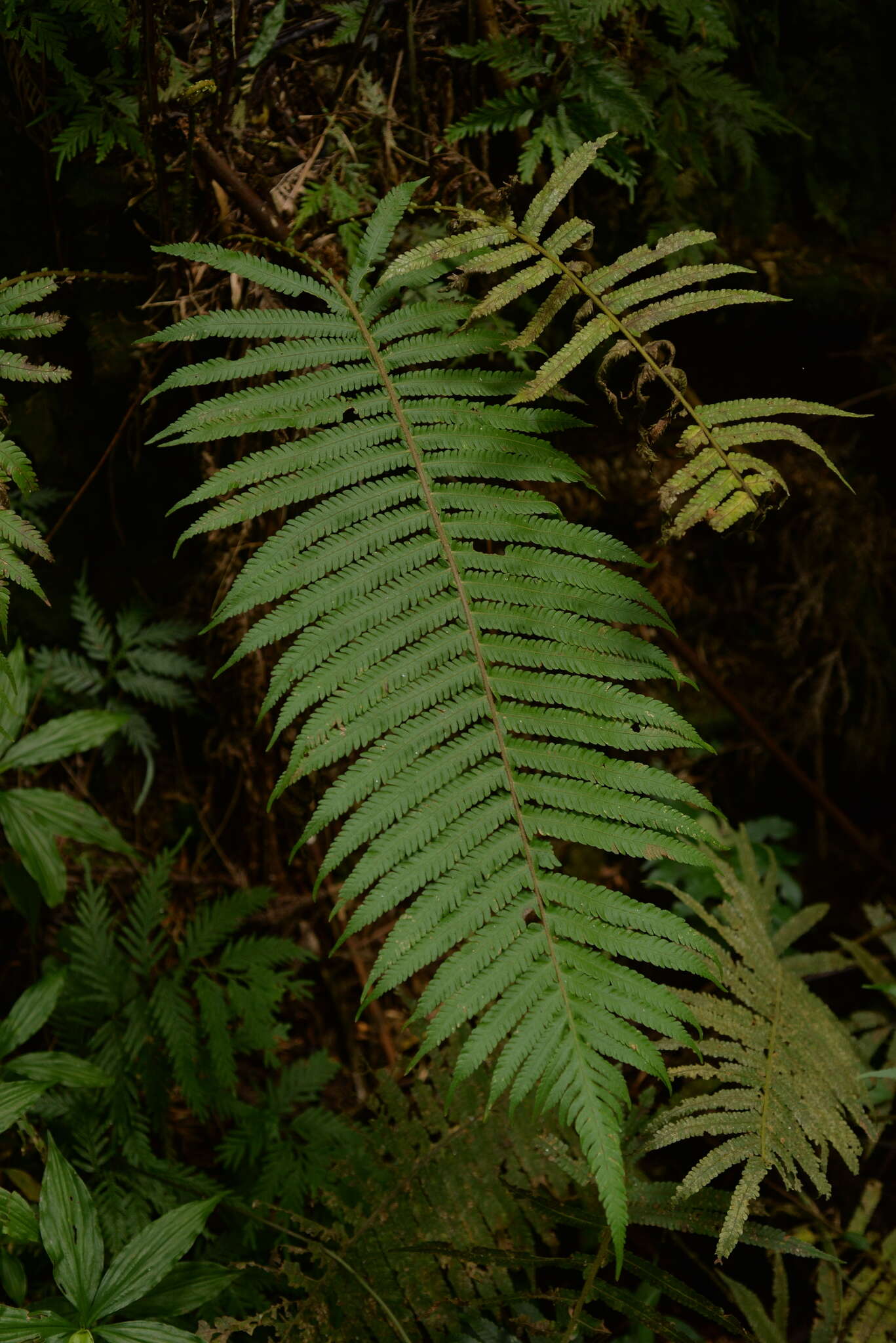 Sivun Sphaerostephanos taiwanensis (C. Chr.) Holtt. ex Kuo kuva