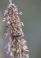 Image of <i>Clanoptilus marginellus</i>