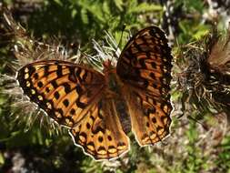 Image of Oregon silverspot butterfly