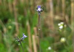 Linaria arvensis (L.) Desf.的圖片