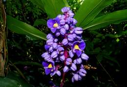 Image of Blue ginger