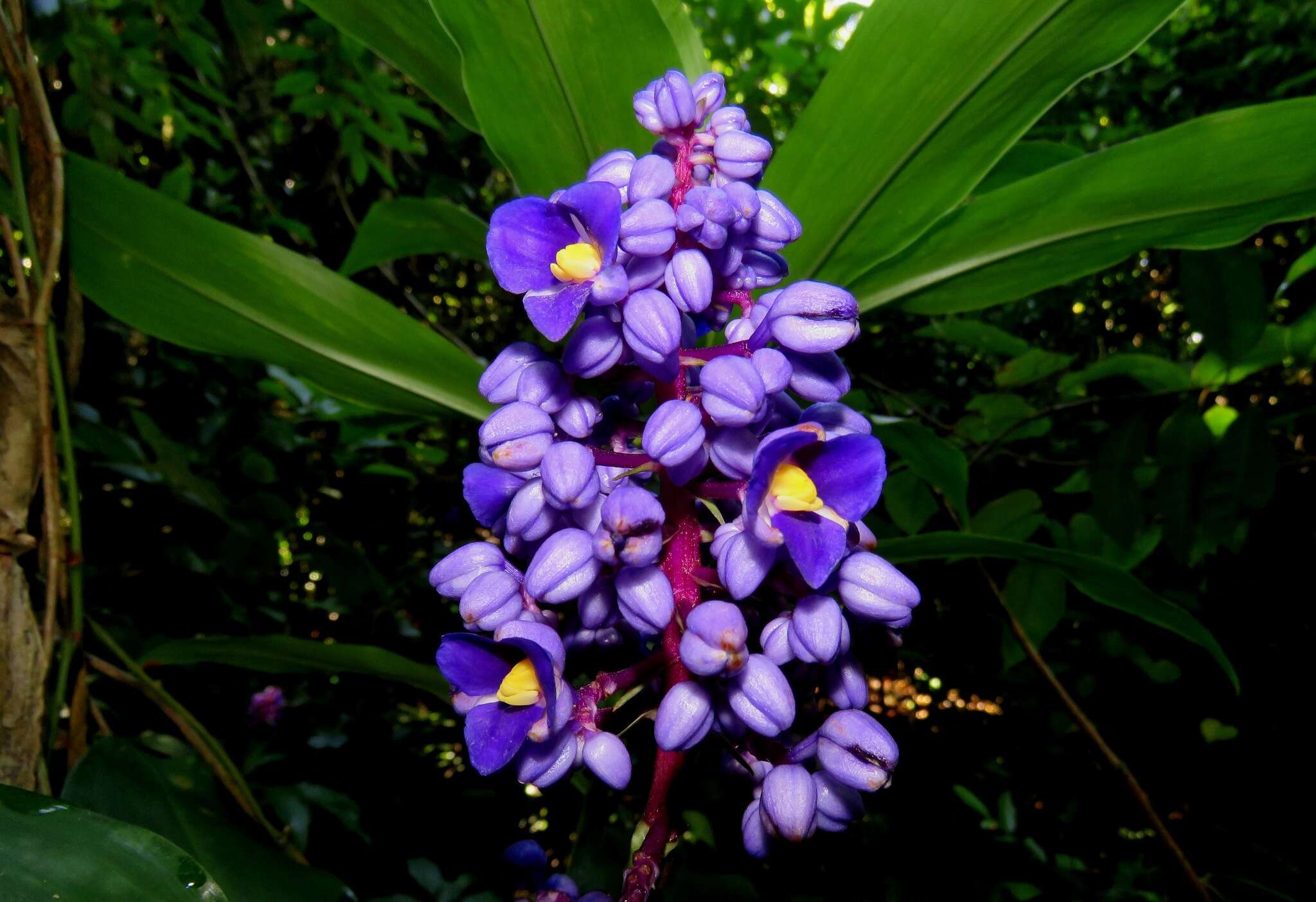 Image of Blue ginger