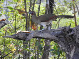 Image of Rufous-headed Chachalaca