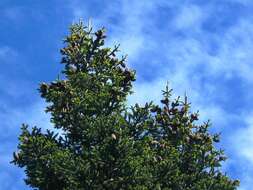 Image of Vejar's Fir