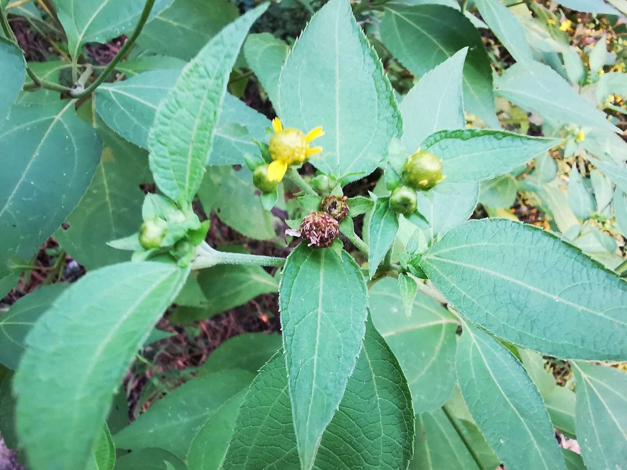 Image of Greenmaniella resinosa (S. Wats.) Sharp