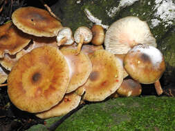 Image of Armillaria novae-zelandiae (G. Stev.) Boesew. 1977