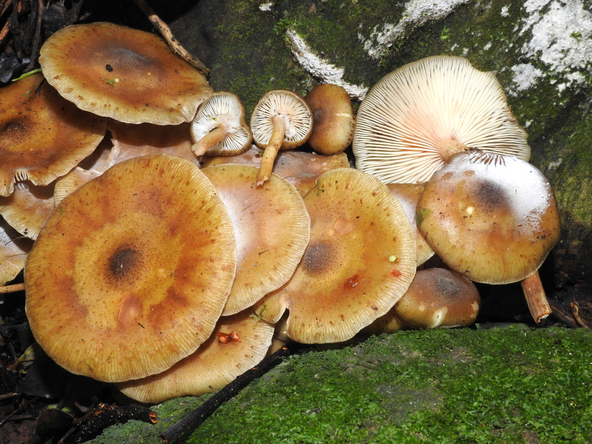 صورة Armillaria novae-zelandiae (G. Stev.) Boesew. 1977