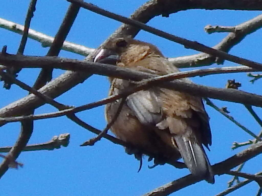 Image of Chestnut-bellied Seed Finch