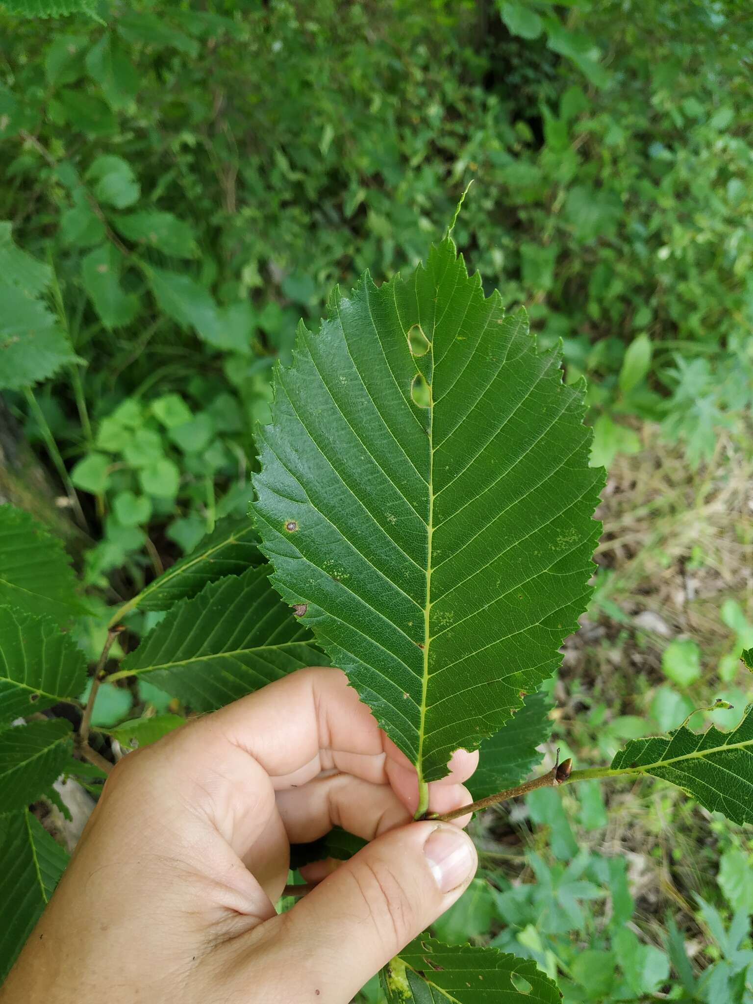 Sivun Ulmus davidiana var. japonica (Rehd.) Nakai kuva