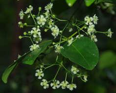 Image of Euonymus australiana F. Müll.