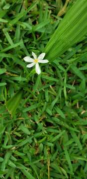 Image de Eleutherine latifolia (Standl. & L. O. Williams) Ravenna