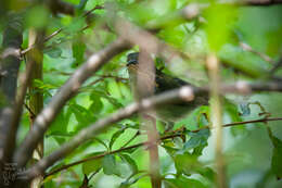 Image of Dicaeum cruentatum cruentatum (Linnaeus 1758)