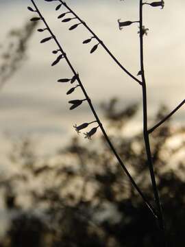 Image of Hemiphylacus latifolius S. Watson