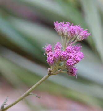 Image of Gyptis tanacetifolia (Gillies ex Hook. & Arn.) D. J. N. Hind & Flann