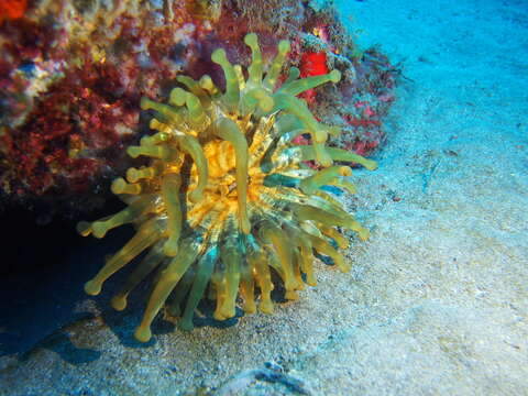 Image of blunt-tentacled anemone