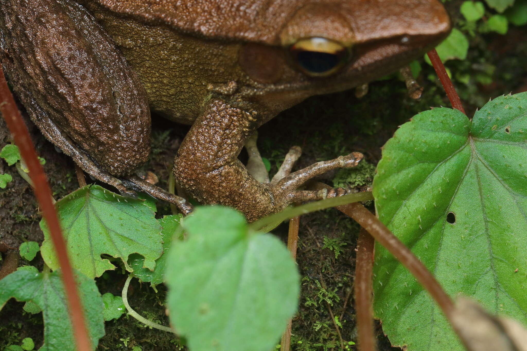 Image of Indosylvirana caesari (Biju, Garg, Mahony, Wijayathilaka, Senevirathne & Meegaskumbura 2014)