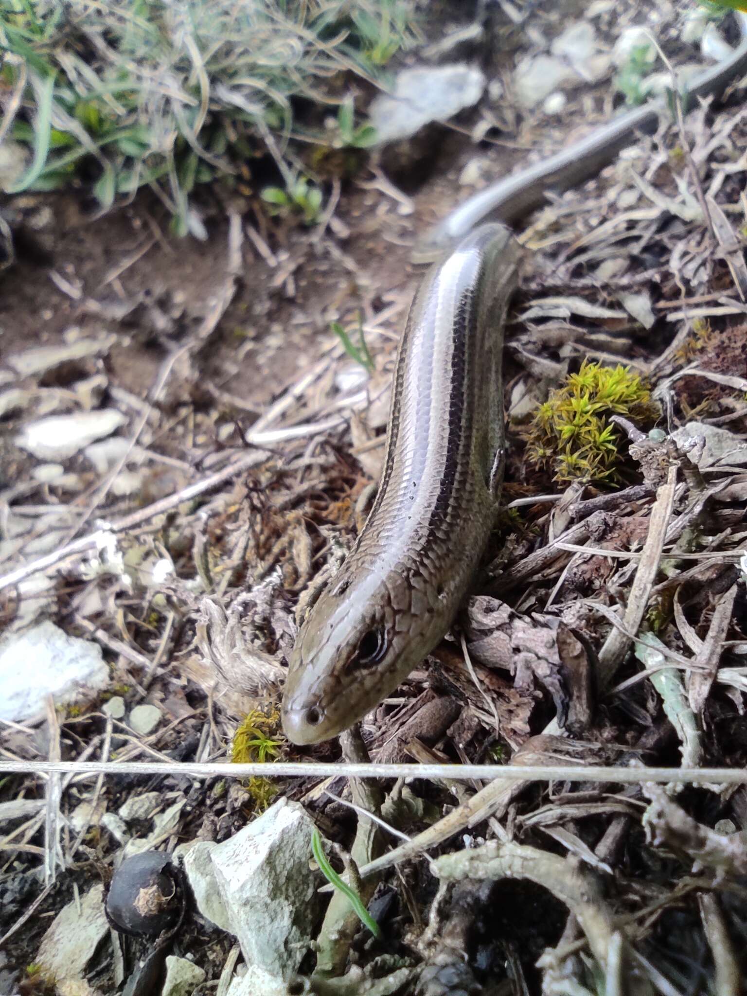 Chalcides chalcides (Linnaeus 1758) resmi