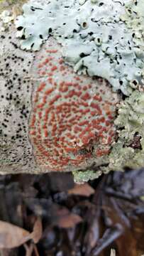 Image of Ramboldia russula (Ach.) Kalb, Lumbsch & Elix