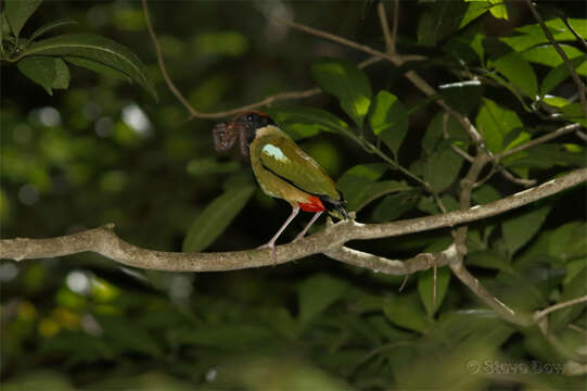 Image of Noisy Pitta