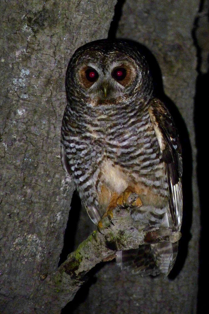 Image of Rufous-legged Owl