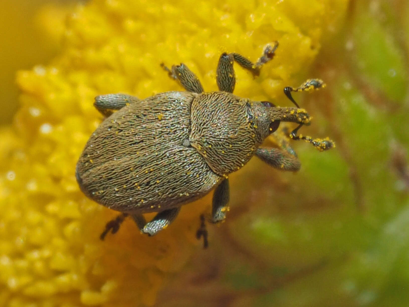 Image of Sibinia viscariae (Linnaeus & C. 1760)