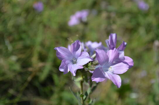 Image of Linum olgae Juz.