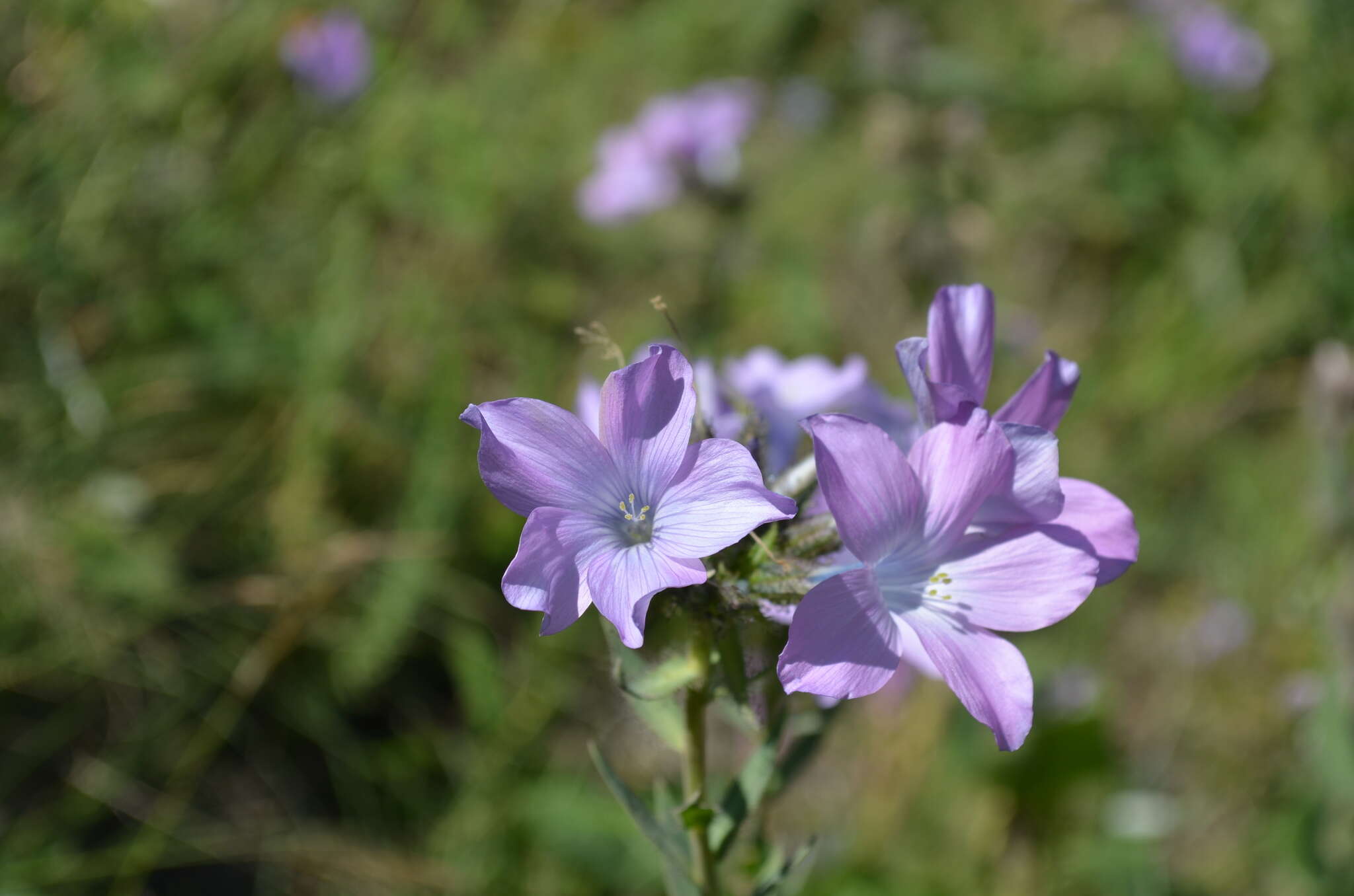 Слика од Linum olgae Juz.