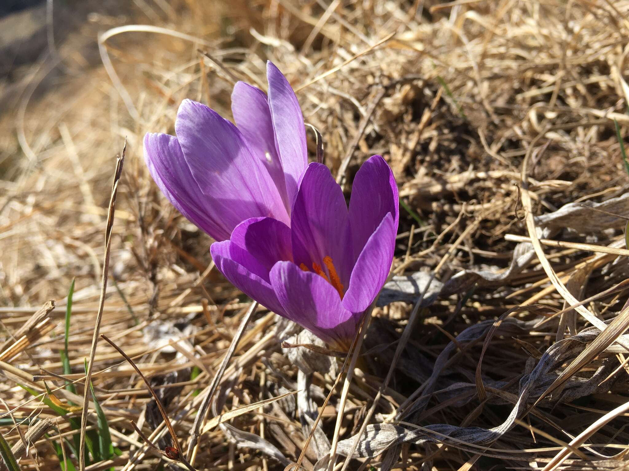 Image of various-coloured crocus