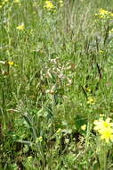 Image of Hesperis tristis L.