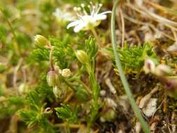 Plancia ëd Moehringia ciliata (Scop.) Dalla Torre