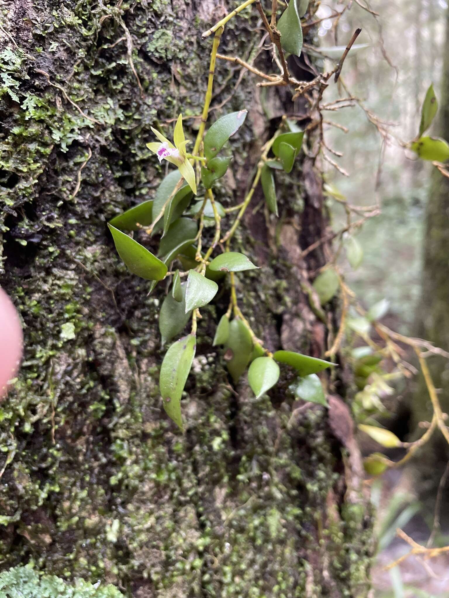 Imagem de Dendrobium pugioniforme A. Cunn. ex Lindl.