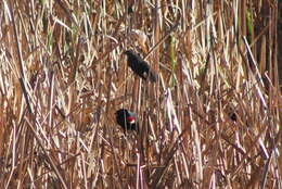 Image of Tricolored Blackbird