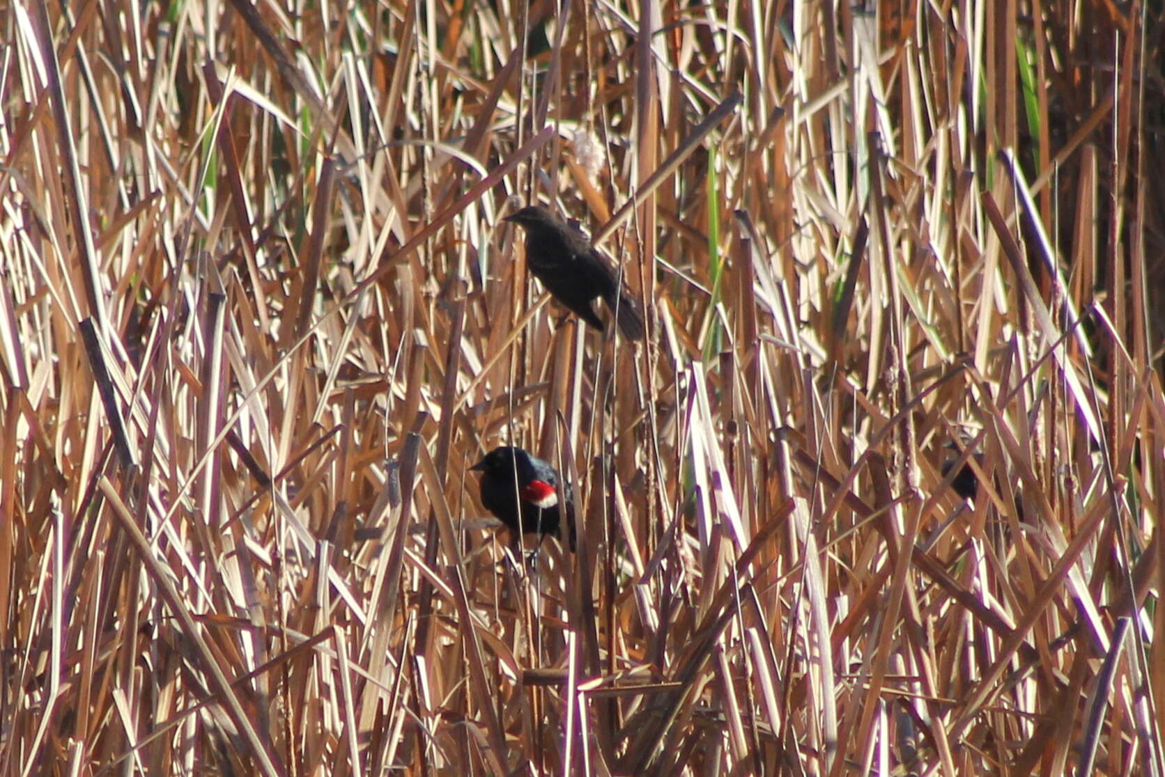 Agelaius tricolor (Audubon 1837)的圖片