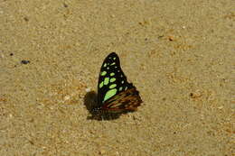 Graphium cyrnus (Boisduval 1836) resmi