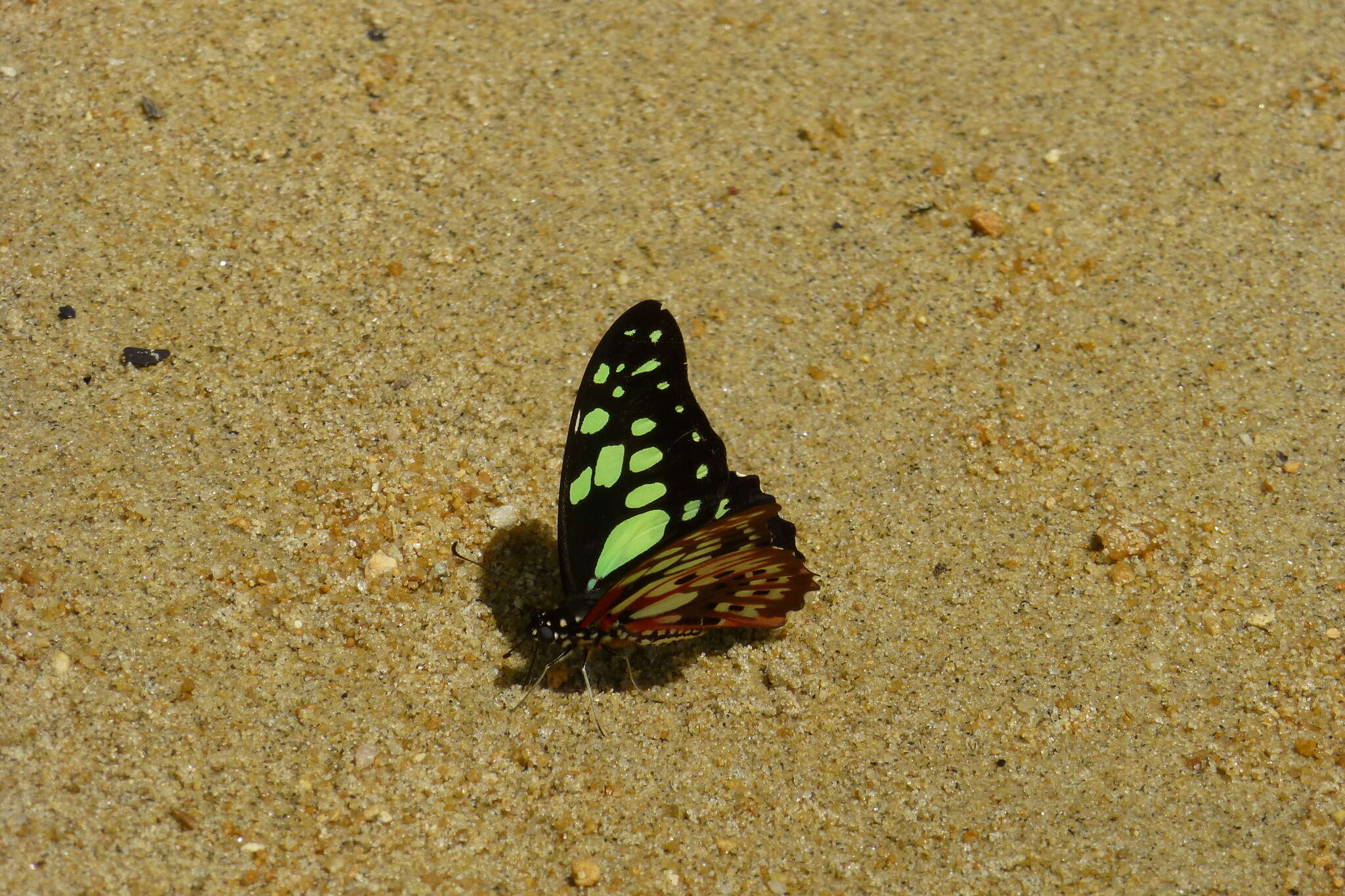 Graphium cyrnus (Boisduval 1836) resmi