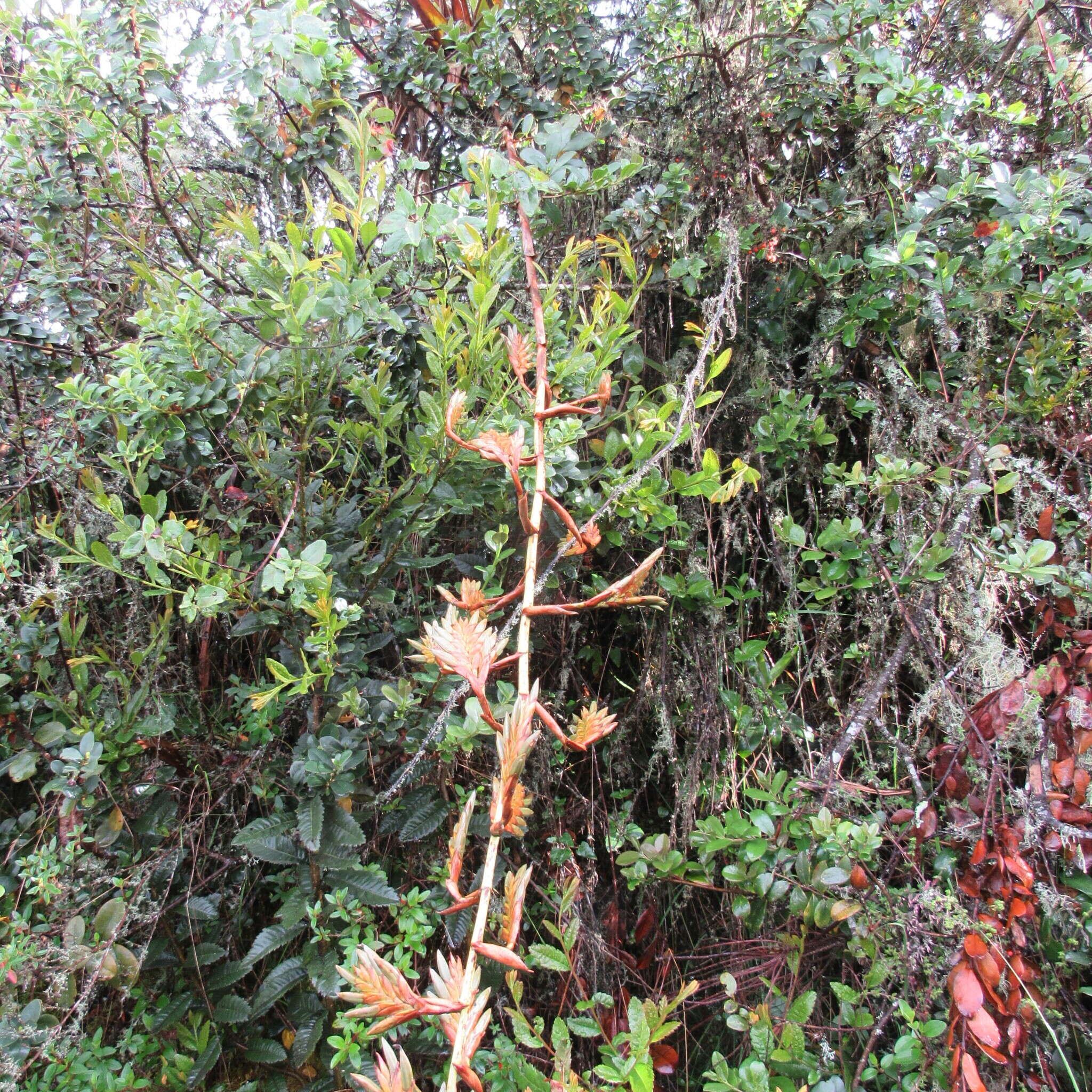 Image of Tillandsia denudata André