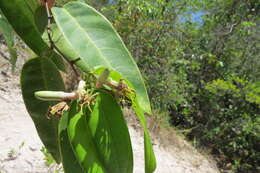 Passiflora cerradensis Sacco的圖片