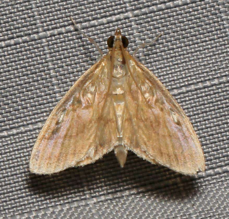 Image of Pale-winged Crocidophora moth