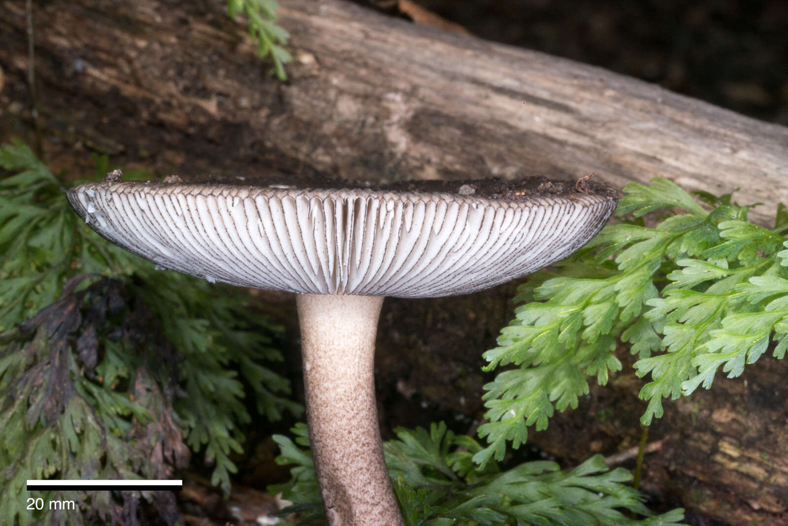 Image of Amanita pekeoides G. S. Ridl. 1991