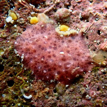 Image of Aplysilla rosea (Barrois 1876)