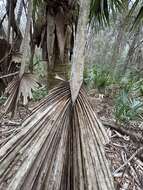 Image of Brazoria palmetto