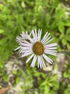 Plancia ëd <i>Erigeron <i>pulchellus</i></i> var. pulchellus