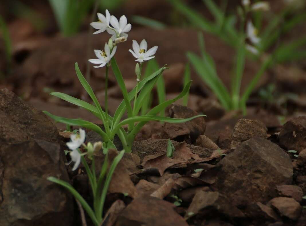 Слика од Chlorophytum tuberosum (Roxb.) Baker