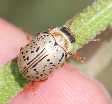 Image of Common Willow Calligrapha