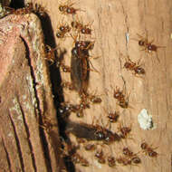 Image of Lasius americanus